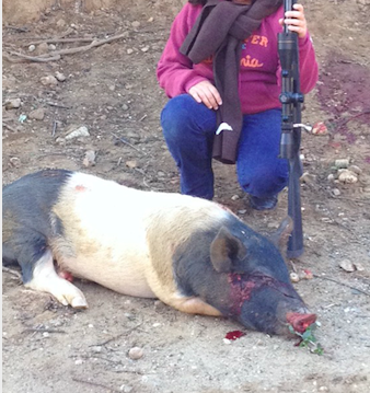 Pig Shot in head